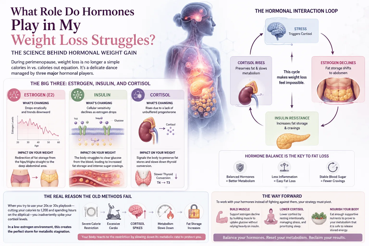 The hormones that govern weight loss for women after 40, including estrogen, insulin, and cortisol
